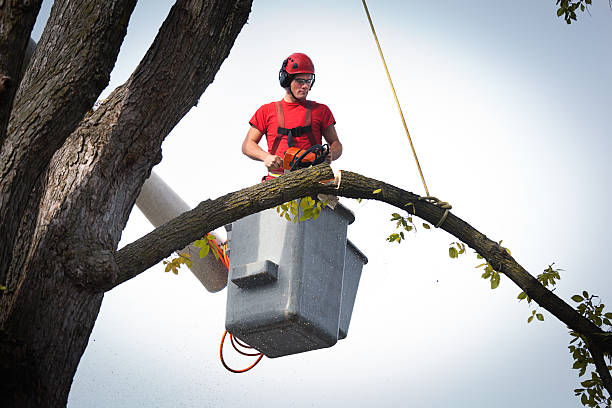 Best Tree Mulching  in Marina, CA