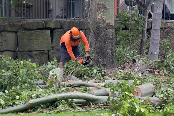 How Our Tree Care Process Works  in  Marina, CA